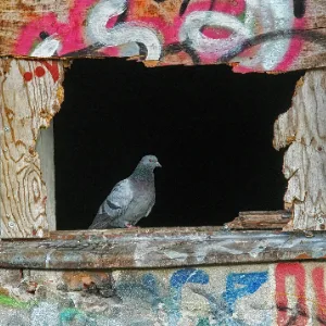The child sees the bird sitting outside the window The child sees the bird sitting outside the window