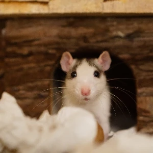 The Coolidge experiment with rats