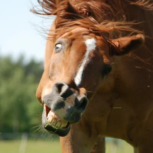 No real substance, just horsing around No real substance, just horsing around
